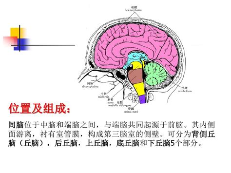 下視丘功能口訣|下丘脑